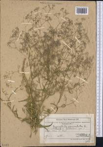 Gypsophila paniculata L., Middle Asia, Northern & Central Tian Shan (M4) (Kazakhstan)