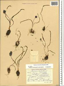Muscari coeruleum Losinsk., Caucasus, North Ossetia, Ingushetia & Chechnya (K1c) (Russia)
