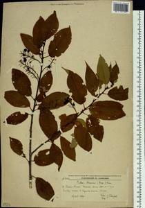 Prunus maackii Rupr., Siberia, Russian Far East (S6) (Russia)