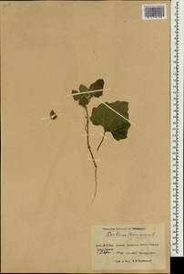 Xanthium strumarium L., South Asia, South Asia (Asia outside ex-Soviet states and Mongolia) (ASIA) (China)