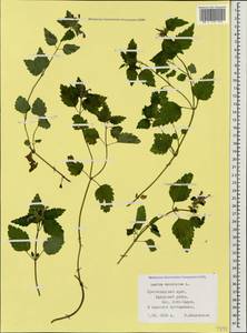 Lamium maculatum (L.) L., Caucasus, Krasnodar Krai & Adygea (K1a) (Russia)