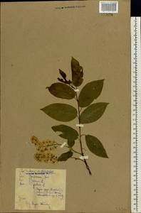 Prunus padus L., Eastern Europe, Belarus (E3a) (Belarus)