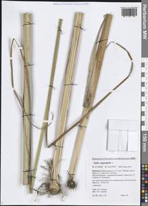 Typha angustifolia L., Siberia, Baikal & Transbaikal region (S4) (Russia)