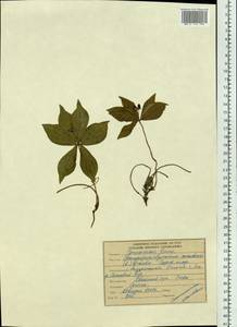 Cornus canadensis L., Siberia, Russian Far East (S6) (Russia)