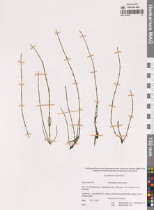 Equisetum palustre L., Siberia, Chukotka & Kamchatka (S7) (Russia)