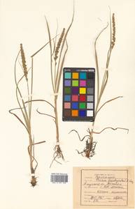 Carex leiorhyncha C.A.Mey., Siberia, Russian Far East (S6) (Russia)