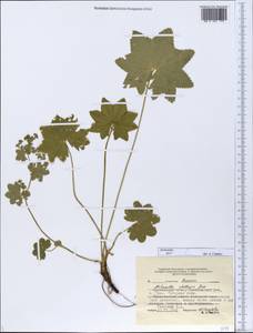 Alchemilla stellaris Juz., Eastern Europe, Central forest region (E5) (Russia)