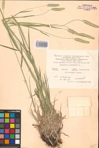 Alopecurus pratensis L., Eastern Europe, Central forest-and-steppe region (E6) (Russia)