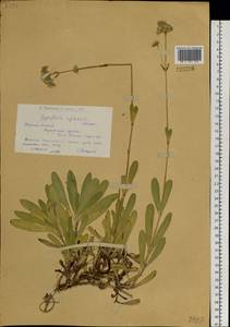 Gypsophila cephalotes (Schrenk) F.N. Williams, Siberia, Western (Kazakhstan) Altai Mountains (S2a) (Kazakhstan)