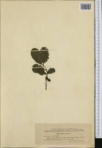 Lonicera caerulea L., Western Europe (EUR) (Romania)