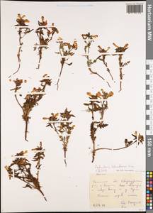 Pedicularis labradorica Wirsing, Siberia, Russian Far East (S6) (Russia)