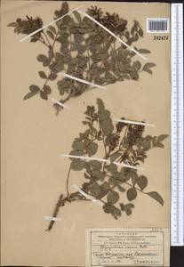 Glycyrrhiza aspera Pall., Middle Asia, Western Tian Shan & Karatau (M3) (Kazakhstan)