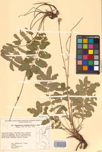 Poterium tenuifolium (Fisch. ex Link) Franch. & Sav., Siberia, Russian Far East (S6) (Russia)