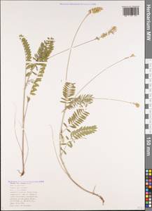 Onobrychis arenaria subsp. miniata (Steven)P.W.Ball, Caucasus, Black Sea Shore (from Novorossiysk to Adler) (K3) (Russia)
