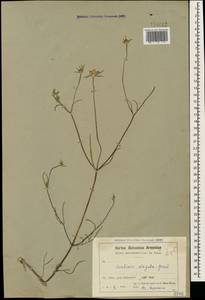 Lomelosia argentea (L.) Greuter & Burdet, Caucasus, Armenia (K5) (Armenia)