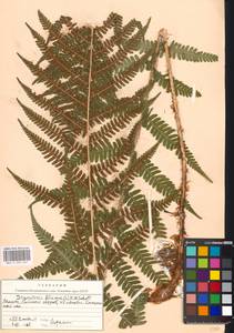 Dryopteris filix-mas (L.) Schott, Eastern Europe, Moscow region (E4a) (Russia)