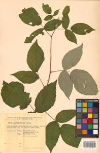 Rubus idaeus subsp. melanolasius Focke, Siberia, Russian Far East (S6) (Russia)