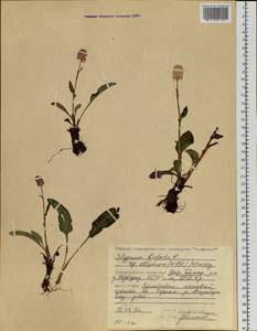 Bistorta elliptica (Willd. ex Spreng.) Kom., Siberia, Central Siberia (S3) (Russia)