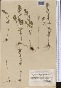 Lythrum hyssopifolia L., Middle Asia, Northern & Central Tian Shan (M4) (Kazakhstan)