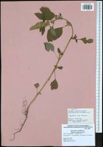 Amaranthus retroflexus L., Eastern Europe, Central region (E4) (Russia)