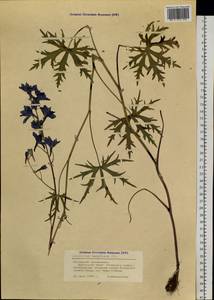 Delphinium laxiflorum DC., Siberia, Altai & Sayany Mountains (S2) (Russia)