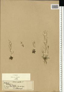 Cardamine parviflora L., Eastern Europe, Moscow region (E4a) (Russia)