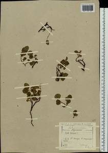 Salix herbacea L., Eastern Europe, Northern region (E1) (Russia)