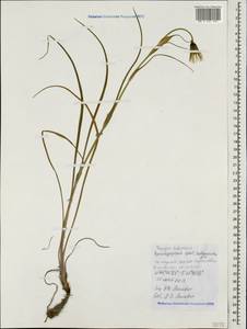 Tragopogon tuberosus C. Koch, Caucasus, Black Sea Shore (from Novorossiysk to Adler) (K3) (Russia)