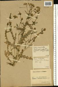 Senecio vernalis Waldst. & Kit., Eastern Europe, Rostov Oblast (E12a) (Russia)