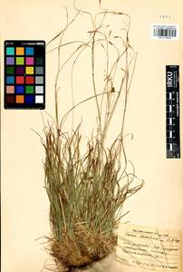 Carex ledebouriana C.A.Mey. ex Trevir., Siberia, Baikal & Transbaikal region (S4) (Russia)