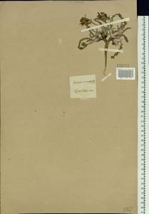 Oxytropis microphylla (Pall.) DC., Siberia, Baikal & Transbaikal region (S4) (Russia)