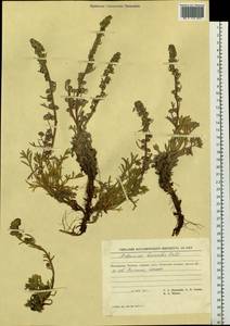 Artemisia borealis Pall., Siberia, Chukotka & Kamchatka (S7) (Russia)
