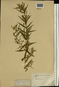 Gratiola officinalis L., Eastern Europe, Moscow region (E4a) (Russia)