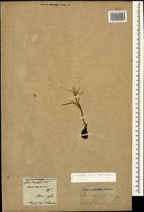 Colchicum trigynum (Steven ex Adam) Stearn, Caucasus, Armenia (K5) (Armenia)