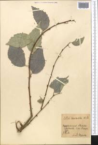 Celtis australis subsp. caucasica (Willd.) C. C. Townsend, Middle Asia, Pamir & Pamiro-Alai (M2) (Tajikistan)