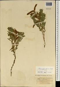 Thermopsis lanceolata R.Br., Mongolia (MONG) (Mongolia)