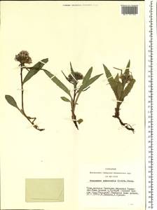 Saussurea subacaulis (Ledeb.) Serg., Siberia, Altai & Sayany Mountains (S2) (Russia)