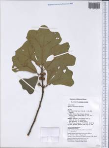 Quercus marilandica (L.) Münchh., America (AMER) (United States)