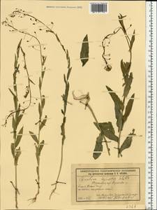 Camelina microcarpa subsp. pilosa (DC.) Jáv., Eastern Europe, Volga-Kama region (E7) (Russia)