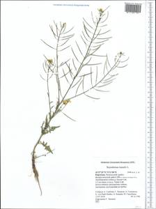 Sisymbrium loeselii L., Middle Asia, Western Tian Shan & Karatau (M3) (Kyrgyzstan)