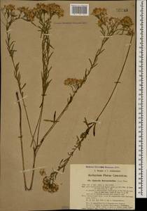 Galatella sedifolia subsp. dracunculoides (Lam.) Greuter, Caucasus, Azerbaijan (K6) (Azerbaijan)