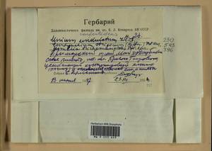 Plagiomnium confertidens (Lindb. & Arnell) T.J. Kop., Bryophytes, Bryophytes - Russian Far East (excl. Chukotka & Kamchatka) (B20) (Russia)