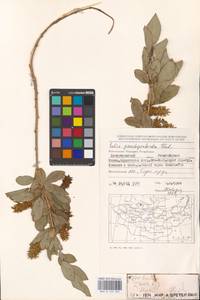 Salix pseudopentandra (Flod.) Flod., Mongolia (MONG) (Mongolia)