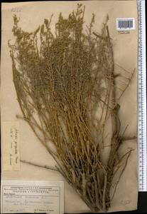 Artemisia quinqueloba Trautv., Middle Asia, Caspian Ustyurt & Northern Aralia (M8) (Kazakhstan)