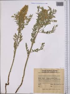 Fabaceae, Middle Asia, Dzungarian Alatau & Tarbagatai (M5) (Kazakhstan)