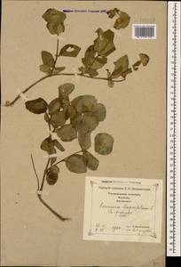 Lonicera caprifolium L., Caucasus, Georgia (K4) (Georgia)