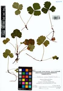 Geum ternatum subsp. ternatum, Siberia, Baikal & Transbaikal region (S4) (Russia)