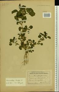Amaranthus blitum L., Eastern Europe, Belarus (E3a) (Belarus)