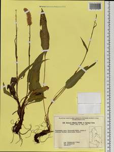 Bistorta elliptica (Willd. ex Spreng.) Kom., Siberia, Chukotka & Kamchatka (S7) (Russia)