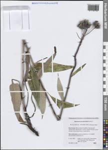 Saussurea pseudotilesii Lipsch., Siberia, Chukotka & Kamchatka (S7) (Russia)